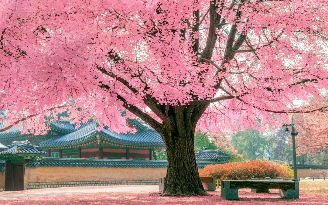 Corso Reiki Torino terzo livello 240 euro