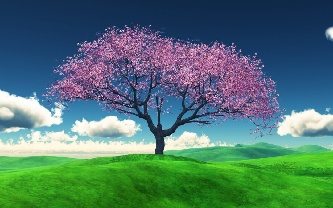 Corso Reiki Torino Master 380 euro